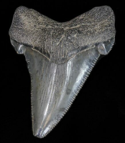 Angustidens Tooth - Megalodon Ancestor #40642